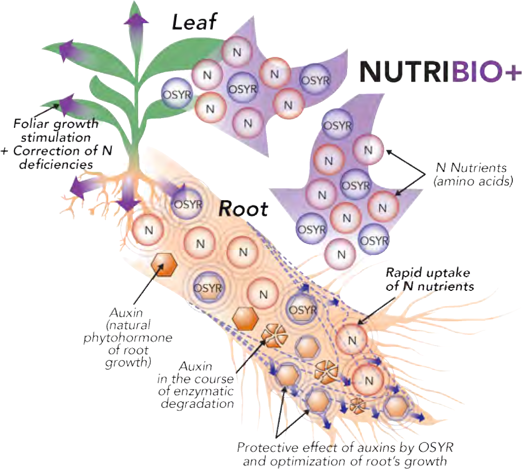 NUTRIBIO1