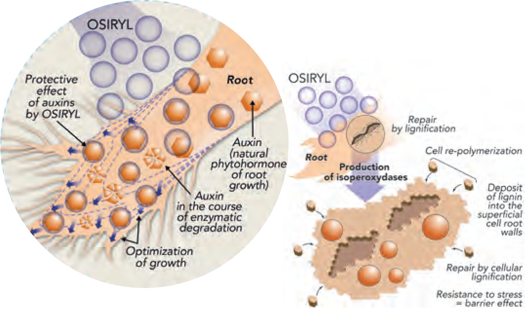 OSYRIL1